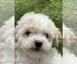 Small #2 Goldendoodle-Shih Tzu Mix