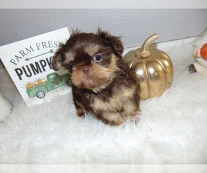 Shih Tzu Puppy for sale in VISALIA, CA, USA