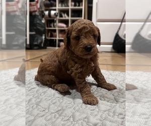 Poodle (Toy) Puppy for sale in ANAHEIM, CA, USA