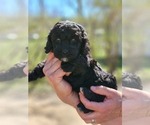 Small Photo #2 Poodle (Miniature)-Springerdoodle Mix Puppy For Sale in STRUM, WI, USA