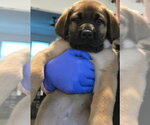Small #5 Great Dane-Labrador Retriever Mix