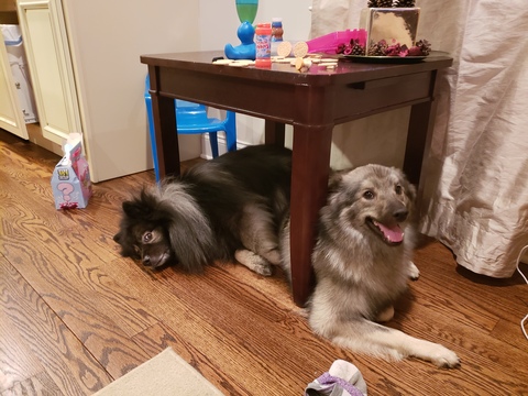 Medium Photo #1 Keeshond Puppy For Sale in WANAQUE, NJ, USA