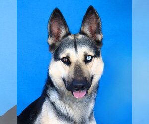 Gerberian Shepsky Dogs for adoption in Pasadena, CA, USA