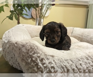 Dachshund Puppy for sale in GREENVILLE, SC, USA