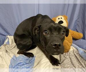 Rat Terrier-Unknown Mix Dogs for adoption in Modesto, CA, USA