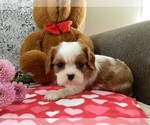 Puppy Missy Cavalier King Charles Spaniel