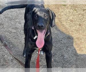 Great Dane-Labrador Retriever Mix Dogs for adoption in Orange, CA, USA