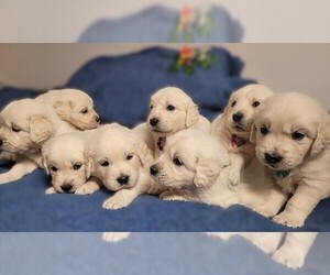 English Cream Golden Retriever Puppy for Sale in TWO RIVERS, Wisconsin USA