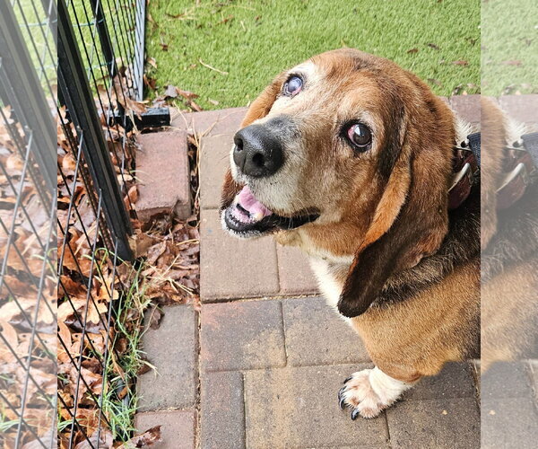 Medium Photo #4 Basset Hound Puppy For Sale in Deepwater, NJ, USA