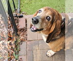 Small #3 Basset Hound