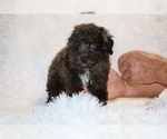Small #3 Poodle (Toy)