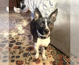 Mother of the Boston Terrier-Jack Russell Terrier Mix puppies born on 08/31/2026