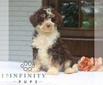 Small Bernedoodle (Miniature)