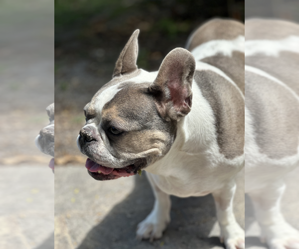 Medium Photo #4 French Bulldog Puppy For Sale in Weston, FL, USA