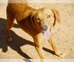 Small #1 Redbone Coonhound Mix