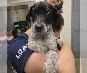 Mutt Dogs for adoption in Waterford, VA, USA
