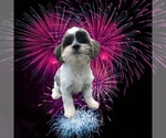 Small Photo #6 Shih Tzu Puppy For Sale in CLEARWATER, FL, USA