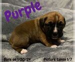 Small Photo #1 Boxer Puppy For Sale in WEST COLUMBIA, SC, USA