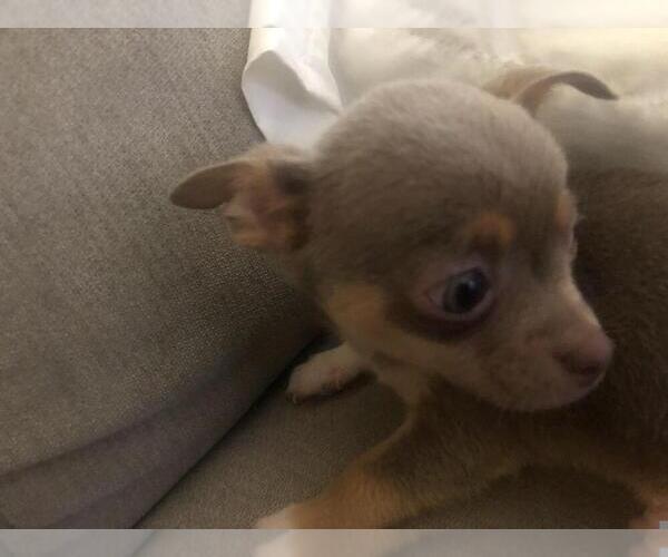 Medium Photo #15 Chihuahua Puppy For Sale in MARIETTA, GA, USA