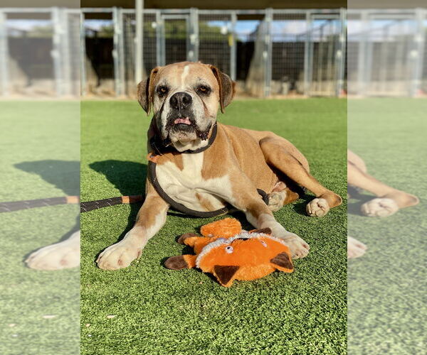 Medium Photo #1 Boxer Puppy For Sale in Austin, TX, USA