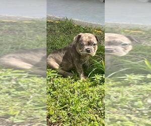 American Bully Puppy for sale in SAINT PETERSBURG, FL, USA