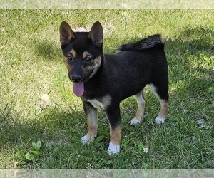 Shiba Inu Puppy for Sale in CLARK, Missouri USA