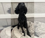 Small #4 Poodle (Miniature) Mix