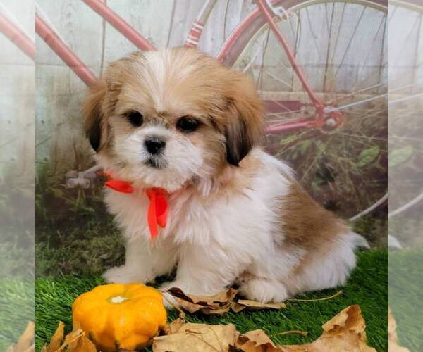 Medium Photo #6 Shih Tzu Puppy For Sale in ARTHUR, IL, USA