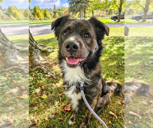 Medium Photo #4 Australian Shepherd-Collie Mix Puppy For Sale in Gloversville, NY, USA