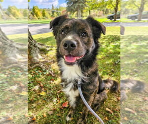 Kirby - Male Australian Shepherd-Collie Mix Dog for Adoption - Photo #4