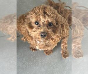 Mother of the Maltipoo-Poodle (Toy) Mix puppies born on 09/06/2025