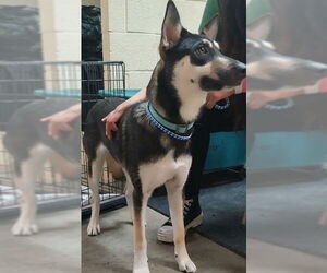 Australian Shepherd-German Shepherd Dog Mix Dogs for adoption in Amarillo, TX, USA