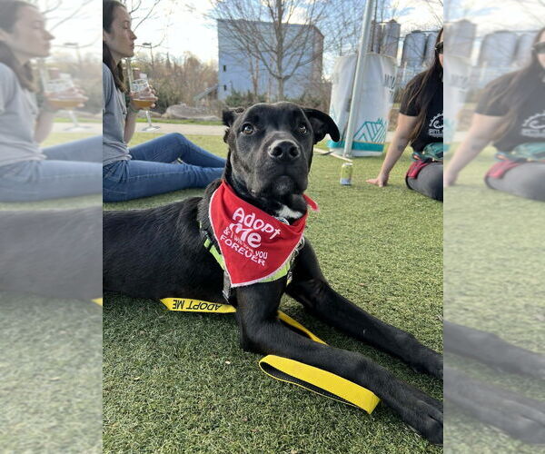 Medium Photo #14 Mutt Puppy For Sale in Candler, NC, USA