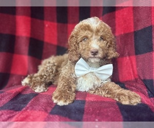 Cock-A-Poo Puppy for sale in LAKELAND, FL, USA