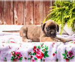 Small Photo #18 Mastiff Puppy For Sale in WAKARUSA, IN, USA