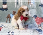 Tater - Male Poodle (Miniature) Puppy for Sale - Photo #7