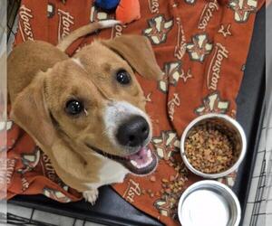 Doxle Dogs for adoption in Texas City, TX, USA