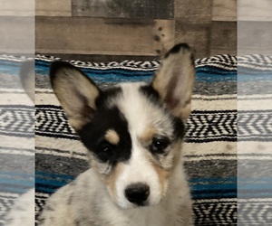 Pembroke Welsh Corgi Puppy for sale in JACKSBORO, TX, USA