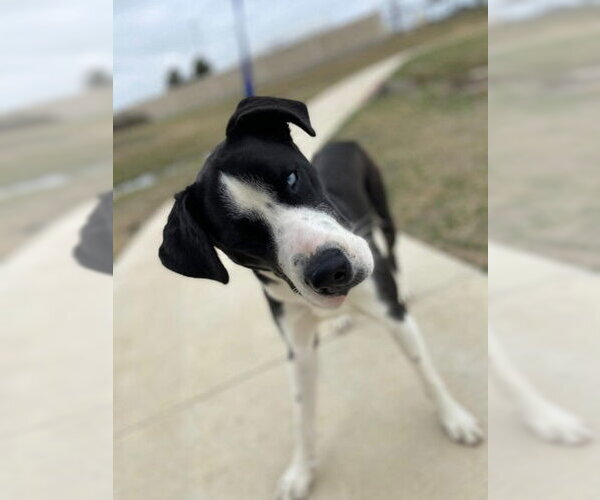 Medium Photo #1 Great Dane-Siberian Husky Mix Puppy For Sale in Bullard, TX, USA