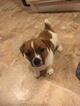 Small Photo #2 Jack Russell Terrier Puppy For Sale in KATY, TX, USA