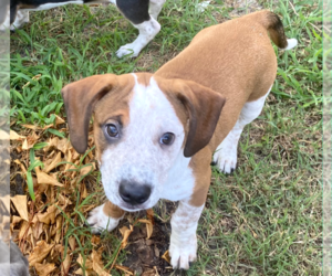 American Pit Bull Terrier-Unknown Mix Dogs for adoption in Holly Springs, NC, USA