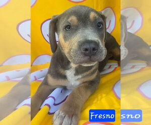 Catahoula Leopard Dog-Unknown Mix Dogs for adoption in Alexander, AR, USA