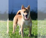 Puppy Semeika Shiba Inu