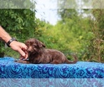 Small #13 Poodle (Toy)-YorkiePoo Mix