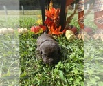 Small #5 Labrador Retriever