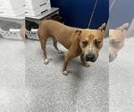 Small American Pit Bull Terrier Mix