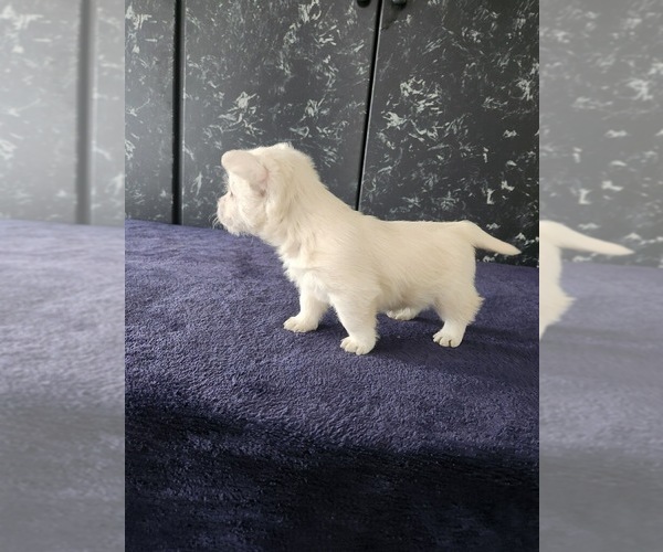 Medium Photo #3 West Highland White Terrier Puppy For Sale in LAGRANGE, IN, USA