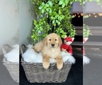 Small Photo #6 Golden Retriever Puppy For Sale in FRANKLIN, IN, USA