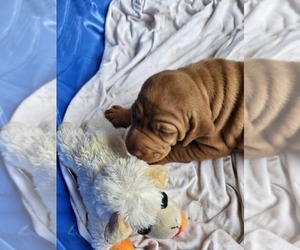 Vizsla Puppy for sale in ARLINGTON, TX, USA