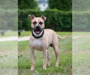 American Pit Bull Terrier Dogs for adoption in Derwood, MD, USA